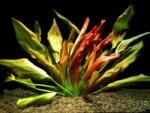 INVITAL Echinodorus Beauty Red