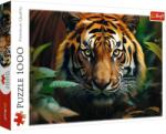 Trefl Tigru în sălbăticie puzzle de 1000 piese HQ - Trefl (10798) Puzzle