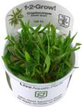 Tropica Cryptocoryne wendtii 'Green' CUP - 1 db