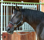  Covalliero Mustang kötőfék Pony (321960)