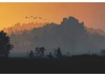  Plakát The Witcher 3 Minimal Nature, 61x90cm, poszter1285, többszínű (poster1285)