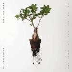Nonesuch LP Caroline Shaw: Let The Soil Play Its Simple Part CLR