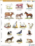 STIEFEL Tanulói munkalap, A4, STIEFEL' A ház körül élő állatok (27585)