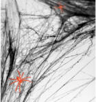  Fekete pókháló halloween dekoráció - partyzunk