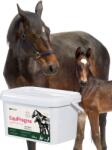 LAB-V EquiPregna - Amestec alimentar complementar pentru iepe gestante și care alăptează, care susține sarcina, dezvoltarea fătului și producția de lapte, 2 kg