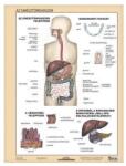 Stiefel Tanulói munkalap STIEFEL A/4 emésztőrendszer - emésztés (275807) - robbitairodaszer