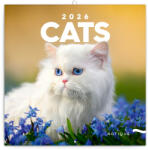 Realsystem Falinaptár képes lemeznaptár 300x300mm, Cats Realsystem 2026 (6097-CA) - iroszer24