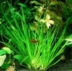 INVITAL Acorus decoratus (Kosaras Holland Ø 5, 5 cm)