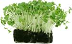 SEMO Kerti zsázsa Dán, csíráztatásra - microgreens termesztéshez, 100 g