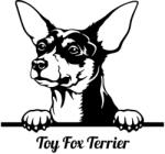  Toy Fox terrier matrica