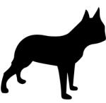  Boston terrier matrica 11