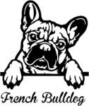  Díszes Francia bulldog matrica