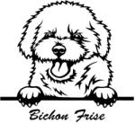  Bichon Frise matrica 2