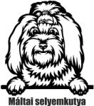  Máltai selyemkutya matrica 2