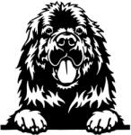  Újfundlandi matrica 4