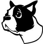  Boston terrier matrica 1