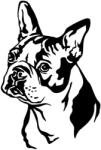  Boston terrier matrica 18