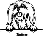  Máltai selyemkutya matrica 1