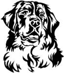  Berni pásztor matrica 30 cm