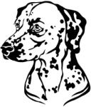 Dalmata matrica 3