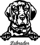 Labrador matrica 23
