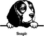 Beagle matrica 30 cm