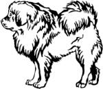  Tibeti masztiff matrica 1