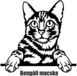  Bengáli macska matrica