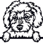  Máltai selyemkutya matrica 3