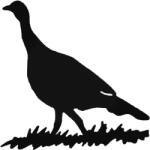  Sétáló madárka matrica