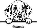  Dalmata matrica 4
