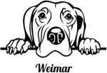  Weimar Vizsla matrica 1