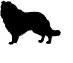  Border collie matrica 6