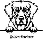  Golden retriever matrica 9