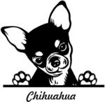  Díszes Csivava matrica