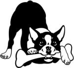  Boston terrier matrica 17