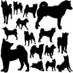  Shiba inu matrica szett