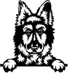  Németjuhász matrica 25