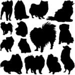  Pomerániai törpespicc matrica szett