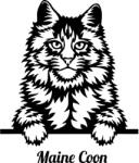 Maine Coon macska matrica