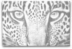  PontPöttyöző - Leopárd közelről Méret: 40x60cm, Keretezés: Keret nélkül (csak a vászon), Szín: Fekete