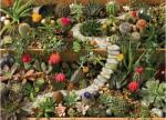 Cobble Hill 40087 - Succulent Garden - 1000 db-os puzzle (40087)