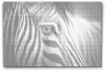  PontPöttyöző - Zebra közelről Méret: 40x60cm, Keretezés: Műanyagtáblával, Szín: Kék