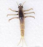  Xx Naluca Savage Mayfly Nymph 5cm/2, 5g 05 (f1.sg.50675)