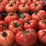 YUKSEL Seminte de tomate CASSA ROSA F1, 1000 seminte, YUKSEL (HCTG01767)