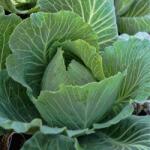 Agrosel Seminte Varza alba BEVERLY HILLS F1 Agrosel 2500SEM (HCTS00113)