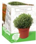 Yurta Kit Plante Aromatice Cimbrisor (HCTA01827)