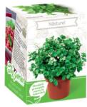 Yurta Kit Plante Aromatice Nasturel (HCTA01842)