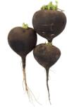 POP VRIEND Seminte Ridichi negre RONDE ZWARTE Pop Vriend 50 g (HCTS00372)