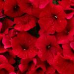 Pop Vriend Seeds Seminte de petunie Compacta ROSU 0.1 grame (HCTG00163)